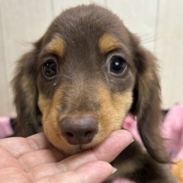 ミニチュアダックスフンド(ロング)【広島県・男の子・2024年8月25日・チョコアンドタン】の写真「可愛くなりました😊」