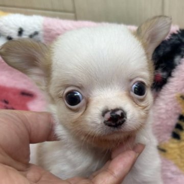 チワワ(ロング)【広島県・女の子・2024年10月18日・パーティ】の写真「可愛くなります🍀*゜」