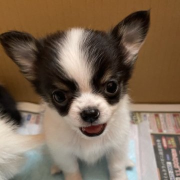 チワワ(ロング)【広島県・男の子・2023年12月21日・パーティ】の写真「可愛くなります🍀*゜」