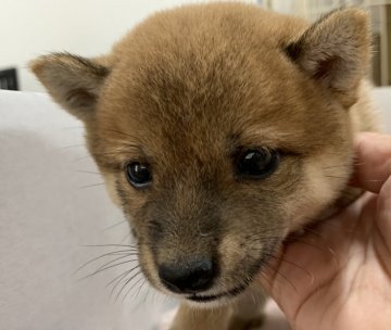 柴犬(標準サイズ)【広島県・女の子・2020年7月27日・赤】の写真「小さくて　可愛い女の子」