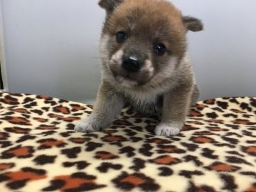 柴犬(標準サイズ)【広島県・女の子・2018年1月26日・茶色】の写真「小さめのママから生まれた女の子」