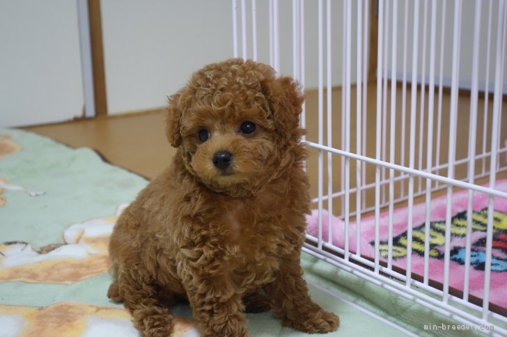 ４月１９日生まれのお鼻が短いペチャ顔のカンナちゃん 永田佳美ブリーダー みんなのブリーダー