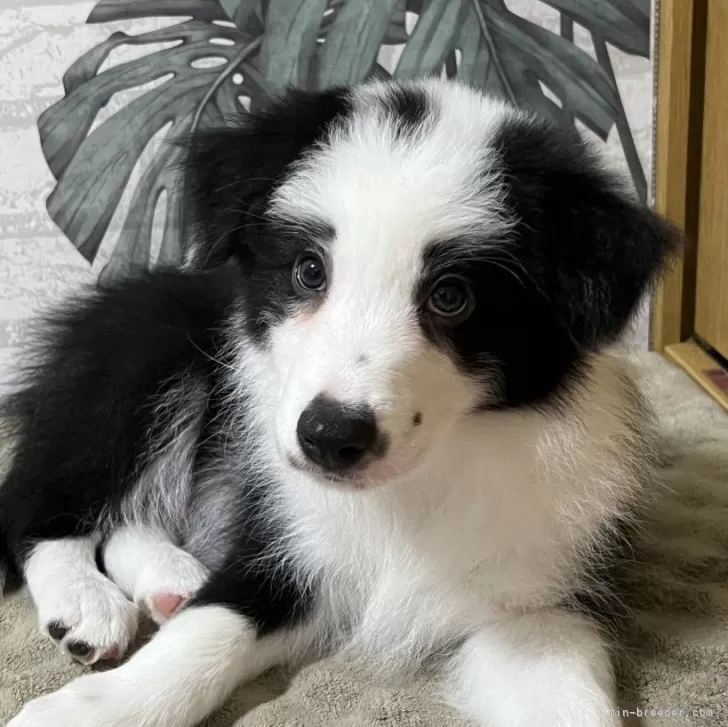 ID:2402-06249の子犬