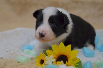 ボーダーコリー【兵庫県・男の子・2017年3月18日・ブラック&ホワイト】の写真「良血統☆甘えん坊イケメン」