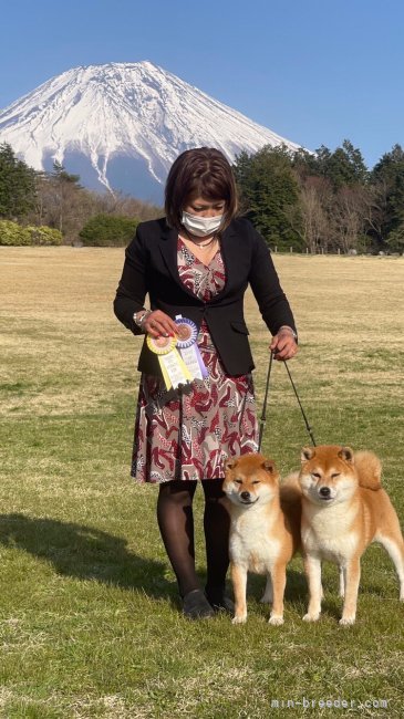 横田　幸治(よこた　こうじ)ブリーダー(茨城県・柴犬など・JKC登録)の紹介写真6