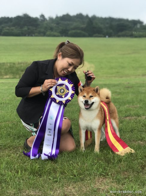 横田　幸治(よこた　こうじ)ブリーダー(茨城県・柴犬など・JKC登録)の紹介写真7