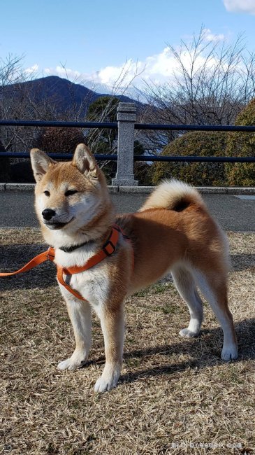 つむぎちゃん 横田幸治ブリーダー みんなのブリーダー