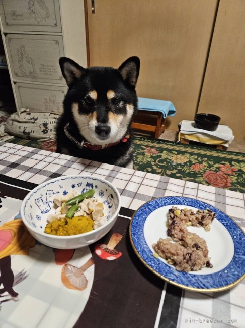 横田幸治ブリーダーのブログ：みくちゃん💕と、タケルちゃん💕