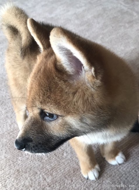 横田幸治ブリーダーのブログ：あずきちゃん💓