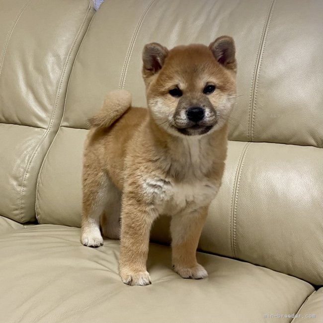 横田幸治ブリーダーのブログ：銀雅ちゃん💖