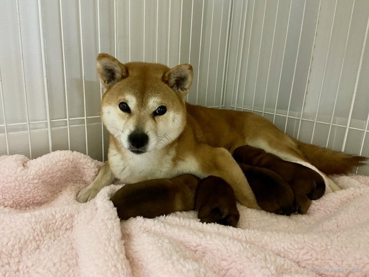 横田幸治ブリーダーのブログ：かえで❤️無事出産☺️