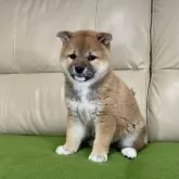 柴犬(標準サイズ)【茨城県・女の子・2025年1月29日・赤】の写真12