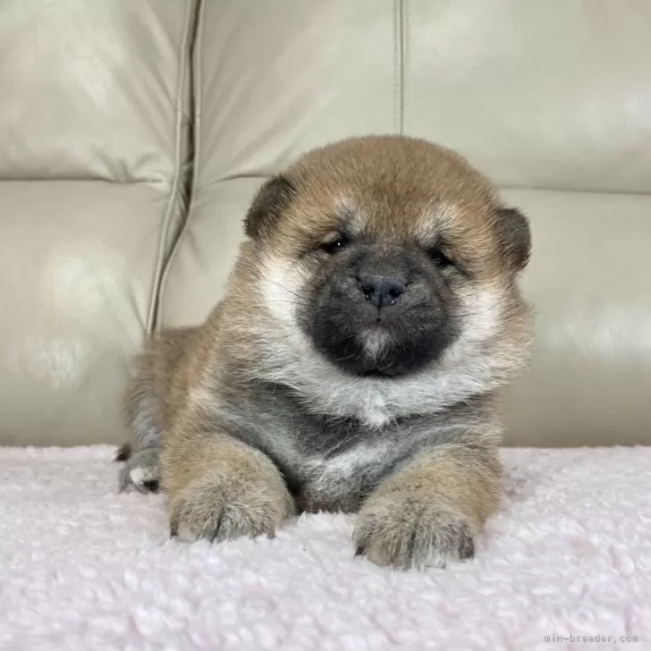 柴犬(標準サイズ)【茨城県・女の子・2025年1月29日・赤】の写真1「つぶらな瞳🥰」