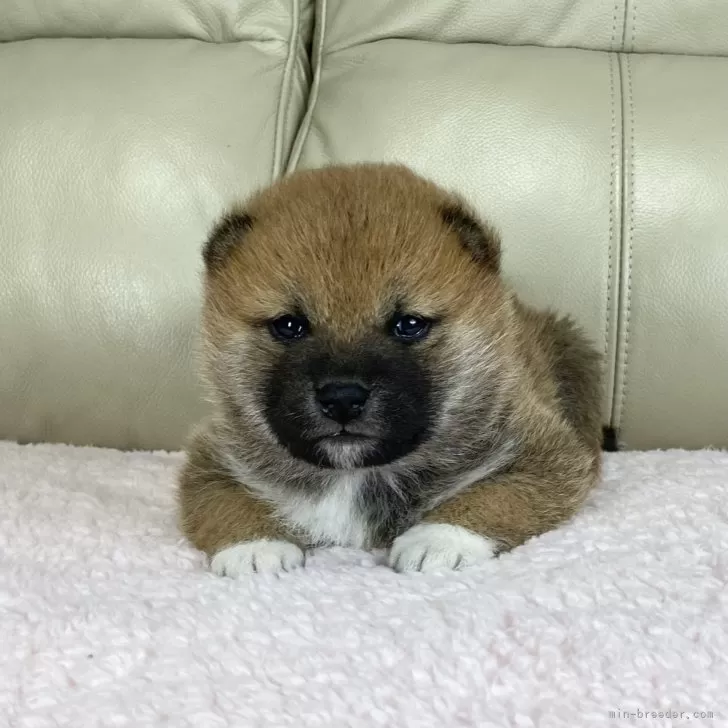 柴犬(標準サイズ)【茨城県・男の子・2025年1月28日・赤】の写真1「ママのおっぱいを沢山飲んで、コロコロさん💓に。」