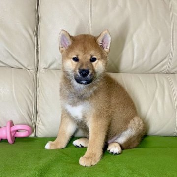 柴犬(標準サイズ)【茨城県・男の子・2024年9月9日・赤】の写真「パパJKCチャンピオン✨両親GM1遺伝子検査クリア」