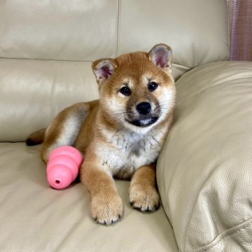 柴犬(標準サイズ)【茨城県・女の子・2025年1月29日・赤】の写真「良血統✨✨両親ＧＭ1遺伝子検査クリアです❣️」
