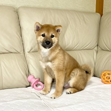 柴犬(標準サイズ)【茨城県・男の子・2024年9月9日・赤】の写真「パパJKCチャンピオン両親GM1遺伝子検査クリア❣」