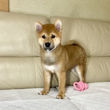 柴犬(標準サイズ)【茨城県・男の子・2024年9月9日・赤】の写真「パパJKCチャンピオン両親GM1遺伝子検査クリア❣」