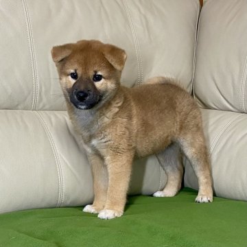 柴犬(標準サイズ)【茨城県・男の子・2024年9月9日・赤】の写真「パパJKCチャンピオン✨両親GM1遺伝子検査クリア」