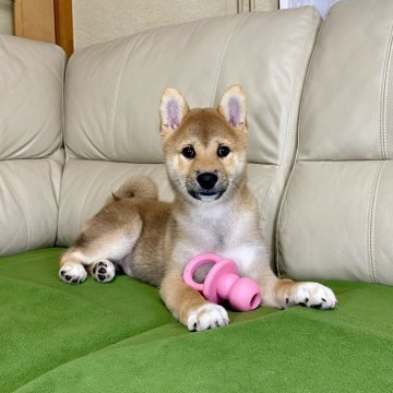 柴犬(標準サイズ)【茨城県・男の子・2024年8月2日・赤】の写真「ママJKCチャンピオン✨両親遺伝子検査クリア！」