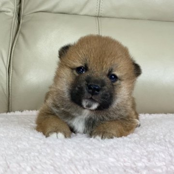 柴犬(標準サイズ)【茨城県・男の子・2025年1月28日・赤】の写真「ママインターナショナルチャンピオン✨良血統💓」