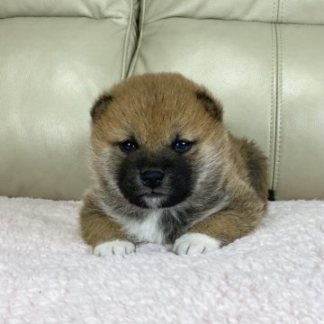 柴犬(標準サイズ)【茨城県・男の子・2025年1月28日・赤】の写真「ママインターナショナルチャンピオン✨良血統💓」