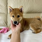 柴犬(標準サイズ)