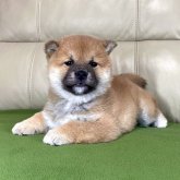 柴犬(標準サイズ)