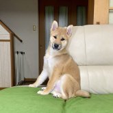 柴犬(標準サイズ)