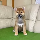 柴犬(標準サイズ)【茨城県・男の子・2024年9月9日・赤】の写真3