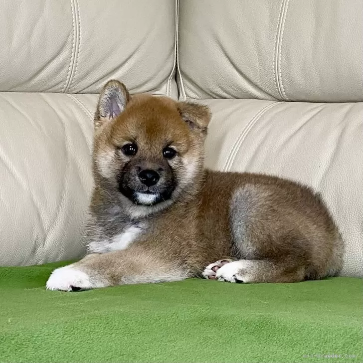 柴犬(標準サイズ)【茨城県・男の子・2024年8月2日・赤】の写真1「お耳が立ちはじめました♪」