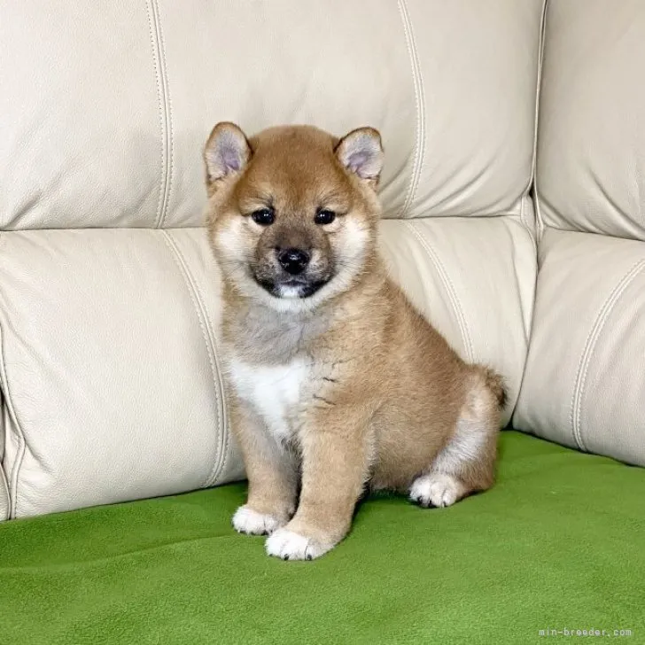 柴犬(標準サイズ)【茨城県・男の子・2023年6月26日・赤】の写真1「8/12撮影♪」