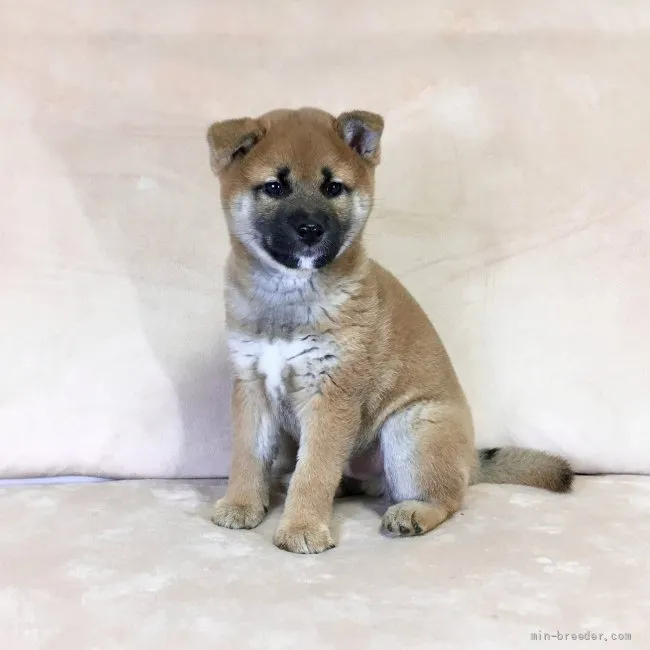 柴犬(標準サイズ)【茨城県・男の子・2021年11月14日・赤】の写真1「1/12撮影♪」