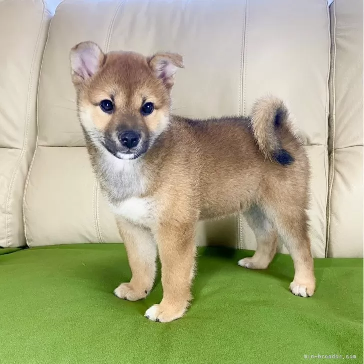 ハルちゃn 様のお迎えした子犬