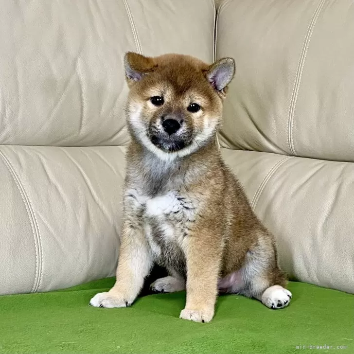 柴犬(標準サイズ)【茨城県・男の子・2024年7月27日・赤】の写真1「お耳が立ちはじめました❤️」