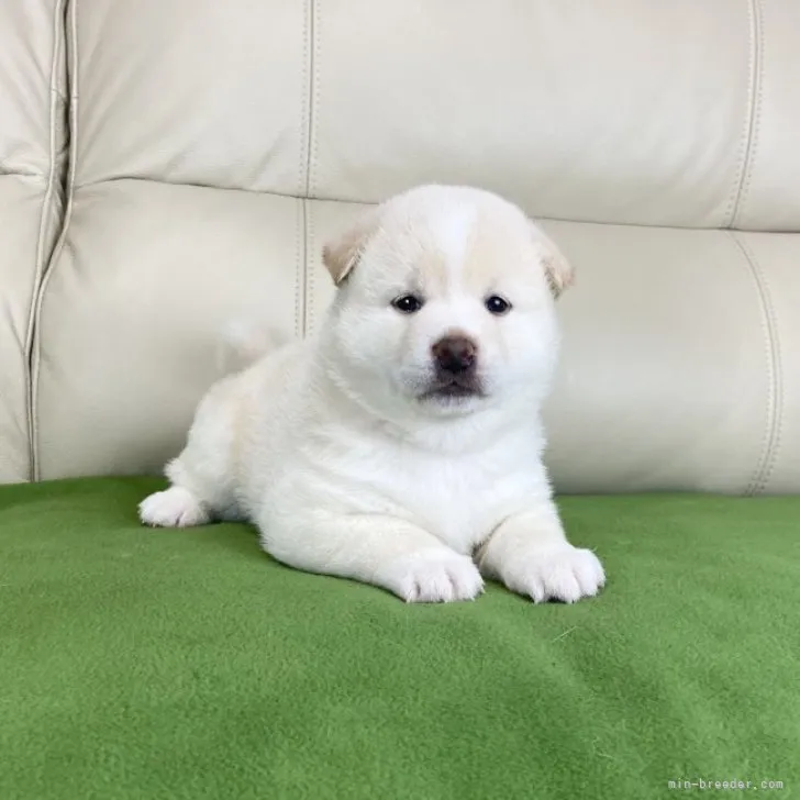 柴犬(標準サイズ)【茨城県・女の子・2023年7月6日・白】の写真1「8/5撮影♪」