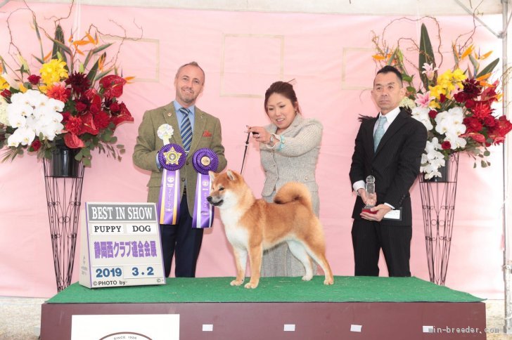 柴犬【・男の子・2018年7月8日・赤】「全犬種で、パピー最優秀賞🌟を受賞致しました☺️」