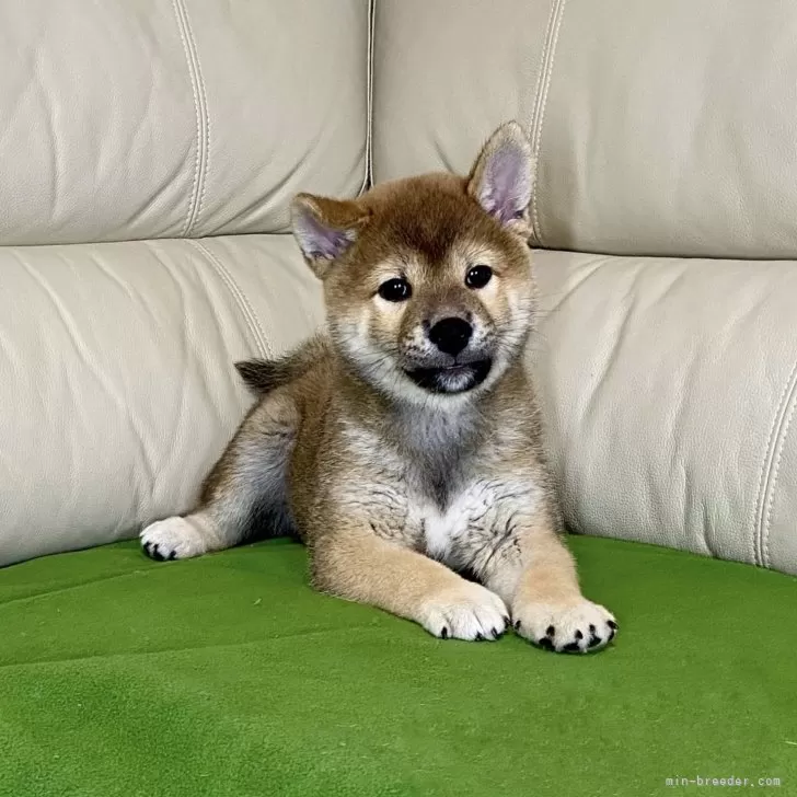 柴犬(標準サイズ)【茨城県・男の子・2024年7月27日・赤】の写真1「お耳も、あと少しで立ちます💕」