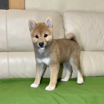 柴犬(標準サイズ)【茨城県・男の子・2024年8月2日・赤】の写真「ママJKCチャンピオン✨両親遺伝子検査クリア！」