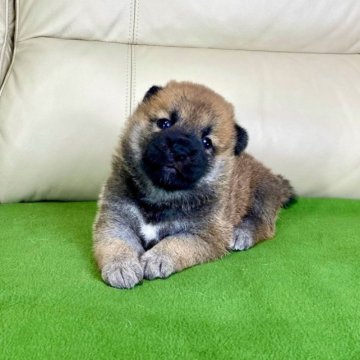 柴犬(標準サイズ)【茨城県・女の子・2023年7月3日・赤】の写真「パパJKCチャンピオン✨遺伝子検査クリア❗️です」