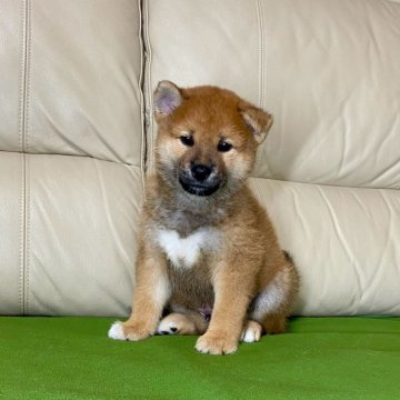 柴犬(標準サイズ)【茨城県・男の子・2024年9月9日・赤】の写真「パパJKCチャンピオン✨✨両親遺伝子検査クリア❗️」