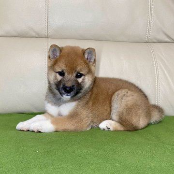 柴犬(標準サイズ)【茨城県・女の子・2024年8月2日・赤】の写真「ママJKCチャンピオン✨両親遺伝子検査クリア❣️」