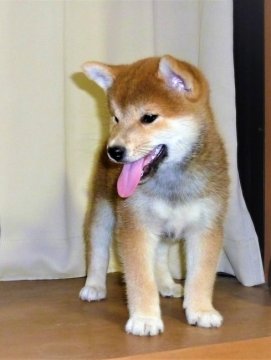 柴犬(標準サイズ)【茨城県・男の子・2017年7月22日・赤】の写真「両親良血統✨✨母JKCチャンピオン直子！！」