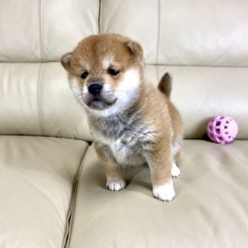 柴犬(標準サイズ)【茨城県・女の子・2023年3月21日・赤】の写真「ママJKCチャンピオン✨両親遺伝子検査クリア❣️」