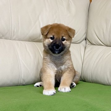 柴犬(標準サイズ)【茨城県・男の子・2024年9月9日・赤】の写真「パパJKCチャンピオン✨✨両親遺伝子検査クリア❗️」