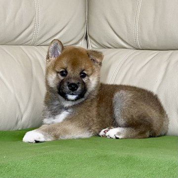 柴犬(標準サイズ)【茨城県・男の子・2024年8月2日・赤】の写真「ママJKCチャンピオン✨両親遺伝子検査クリア❣️」