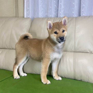 柴犬(標準サイズ)【茨城県・男の子・2024年8月2日・赤】の写真「ママJKCチャンピオン✨両親遺伝子検査クリア！」