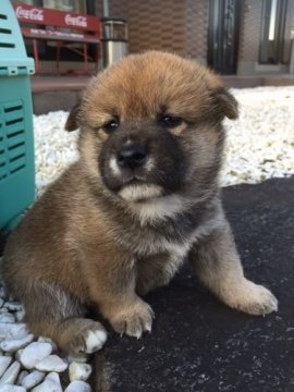 柴犬(標準サイズ)【茨城県・男の子・2015年9月1日・赤】の写真「チャンピオン直子！元気で可愛い男の子」