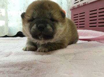 柴犬(標準サイズ)【茨城県・女の子・2016年3月15日・赤】の写真「チャンピオン直子！とっても可愛い女の子」