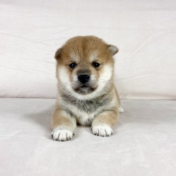 柴犬(標準サイズ)【茨城県・男の子・2023年3月21日・赤】の写真「母JKCチャンピオン✨両親遺伝子検査クリア‼️」